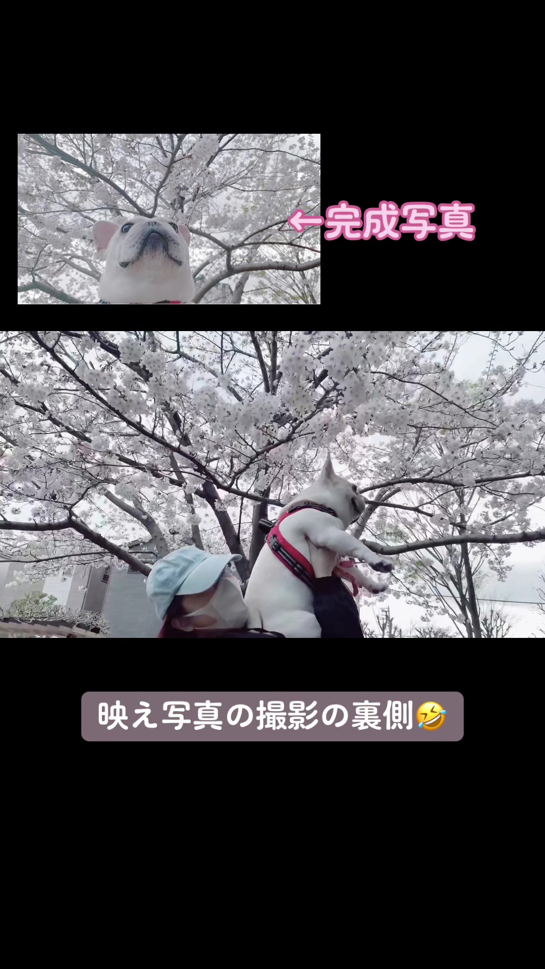 @フレンチブルドッグのPorco(ポルコ)🐷