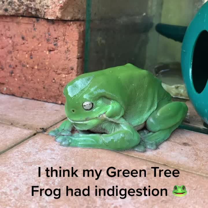 @V Aussie