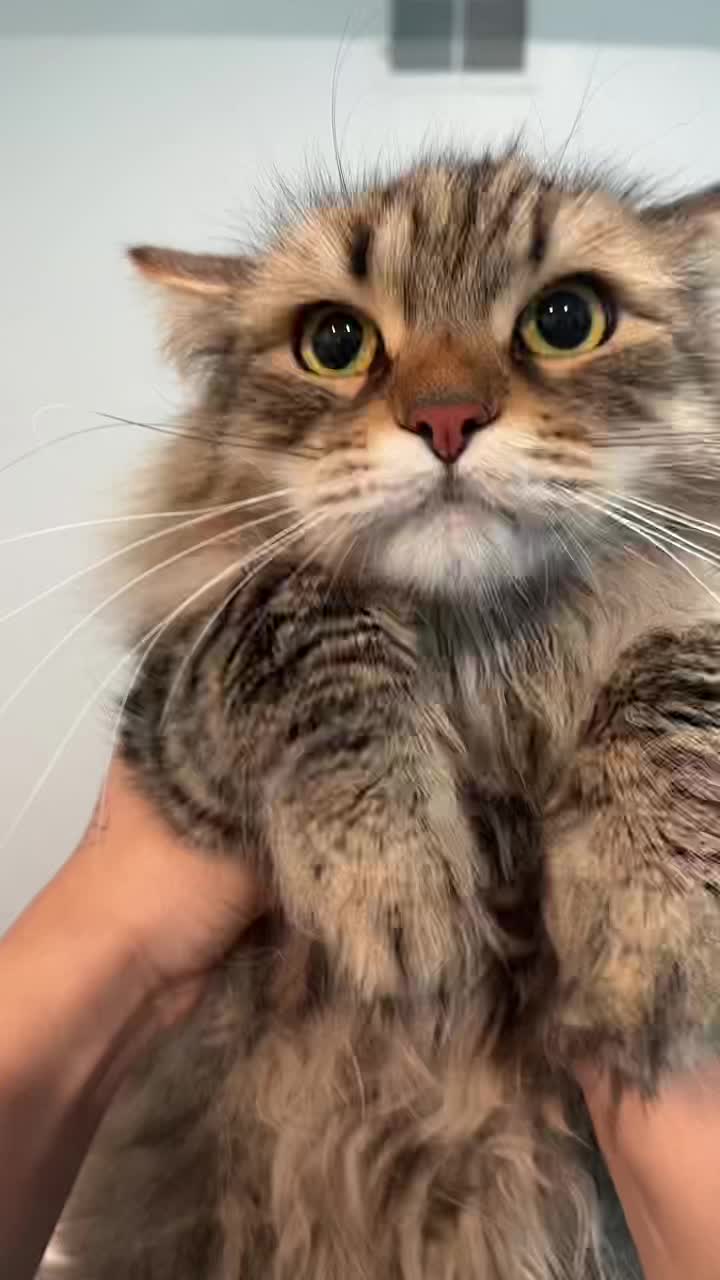 @sfurbanpethospital