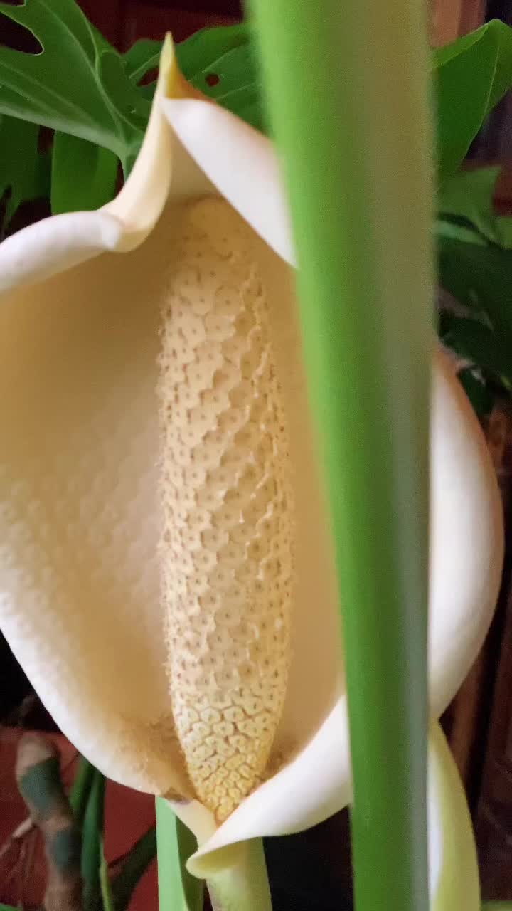 @Мария