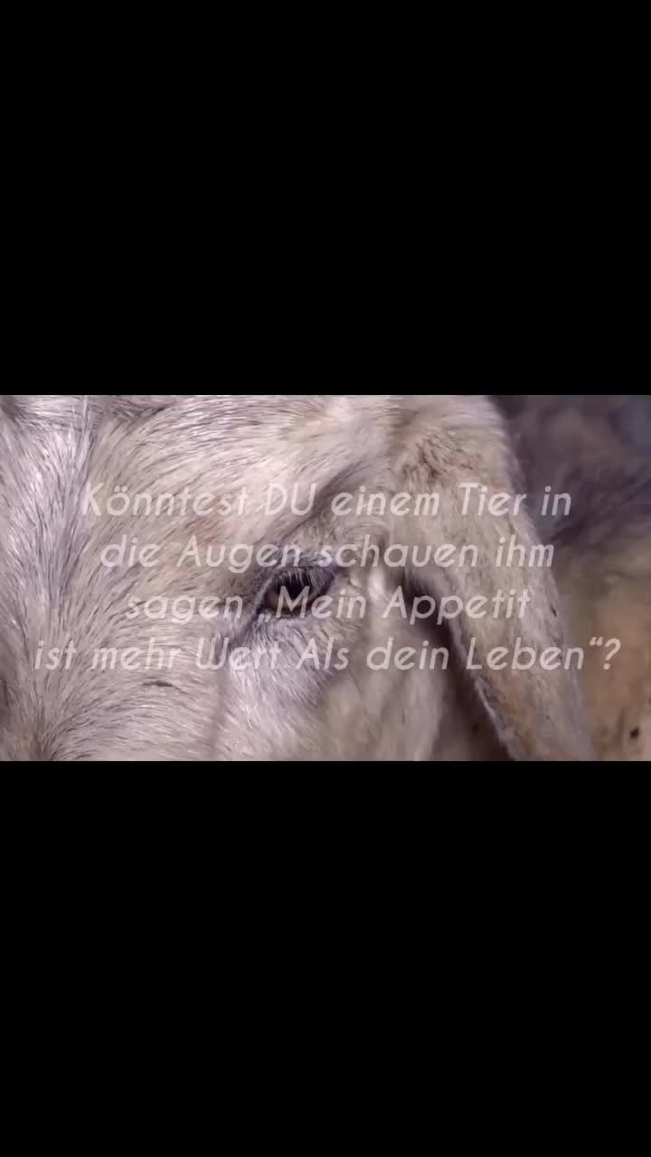 @❤️ Tiere ❤️