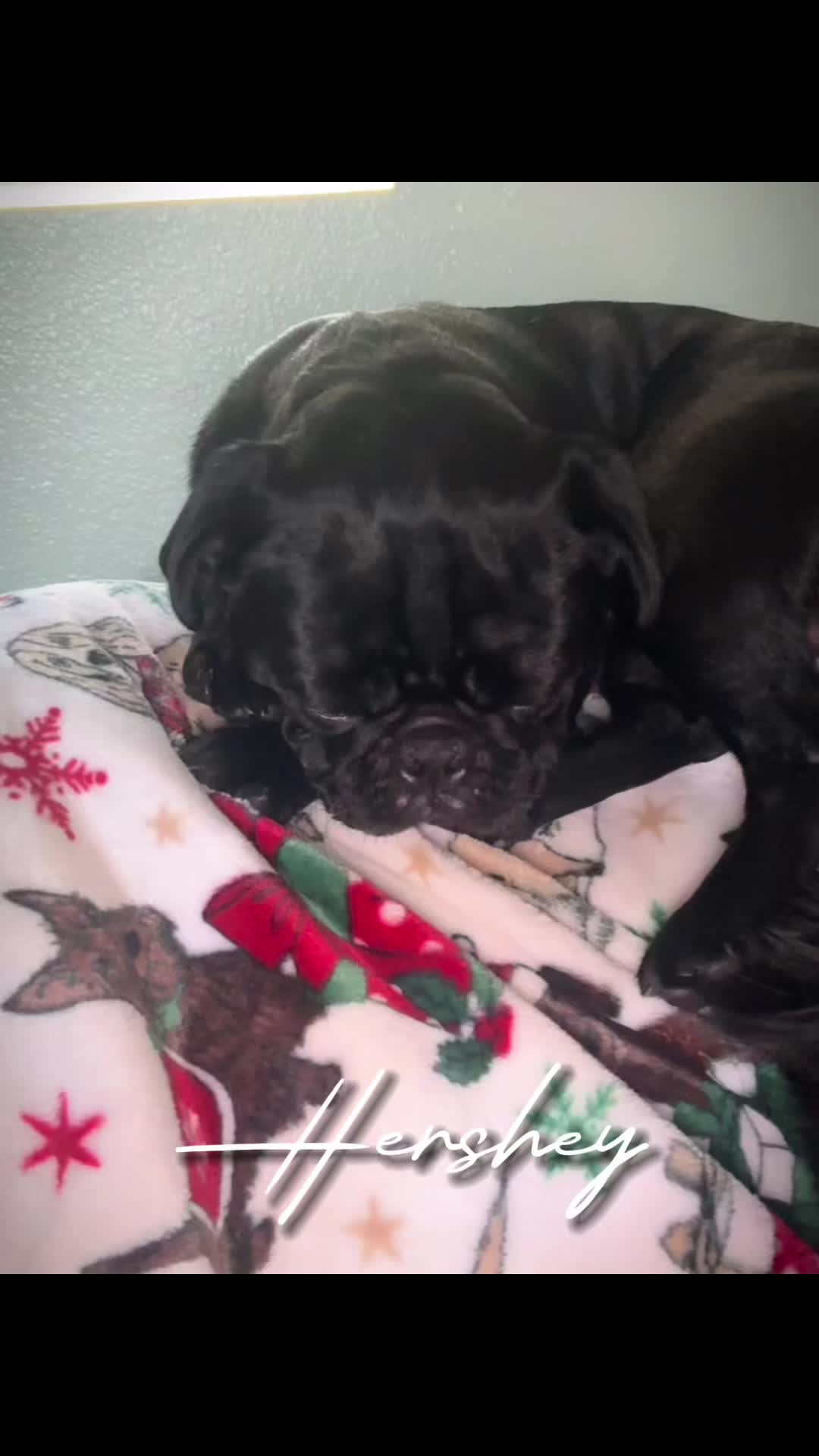@Hershey The Pug