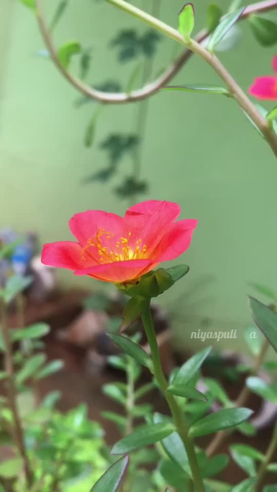 @NIYAS PULIKKAL