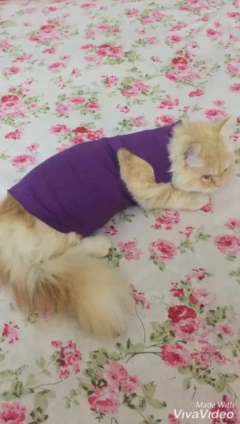 @🎀