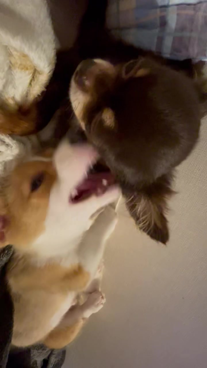 @月野あいな🐶