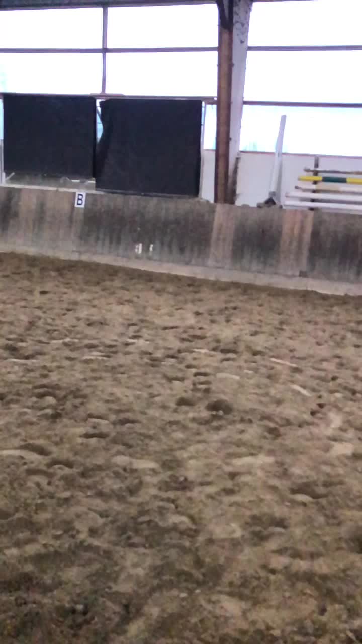 @Dressurpony🐴