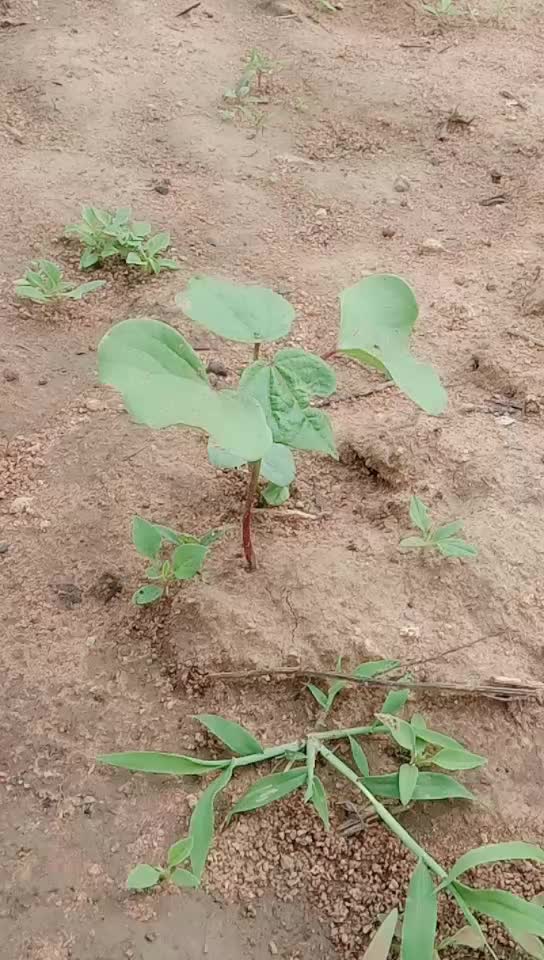 @Naresh Tony โค Kuruma