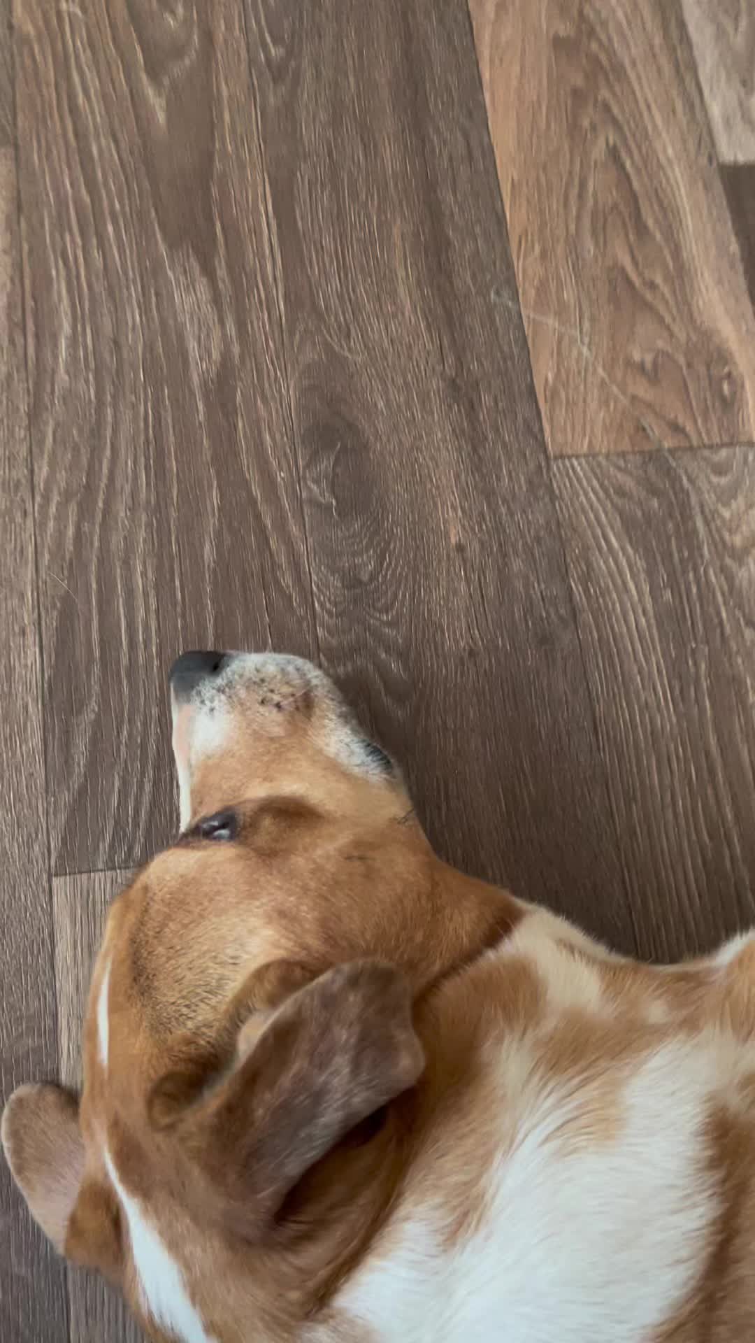 @jessicas_animals87