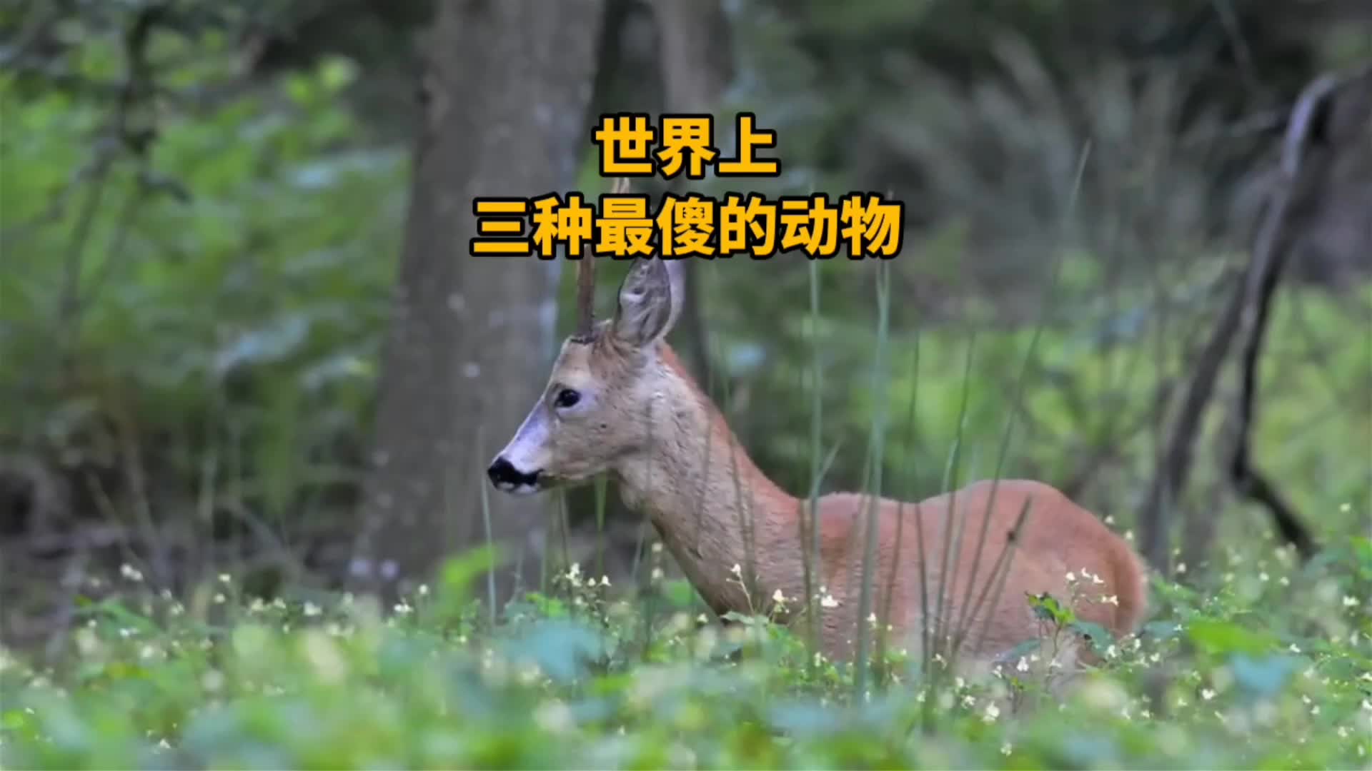 @科学探索视界