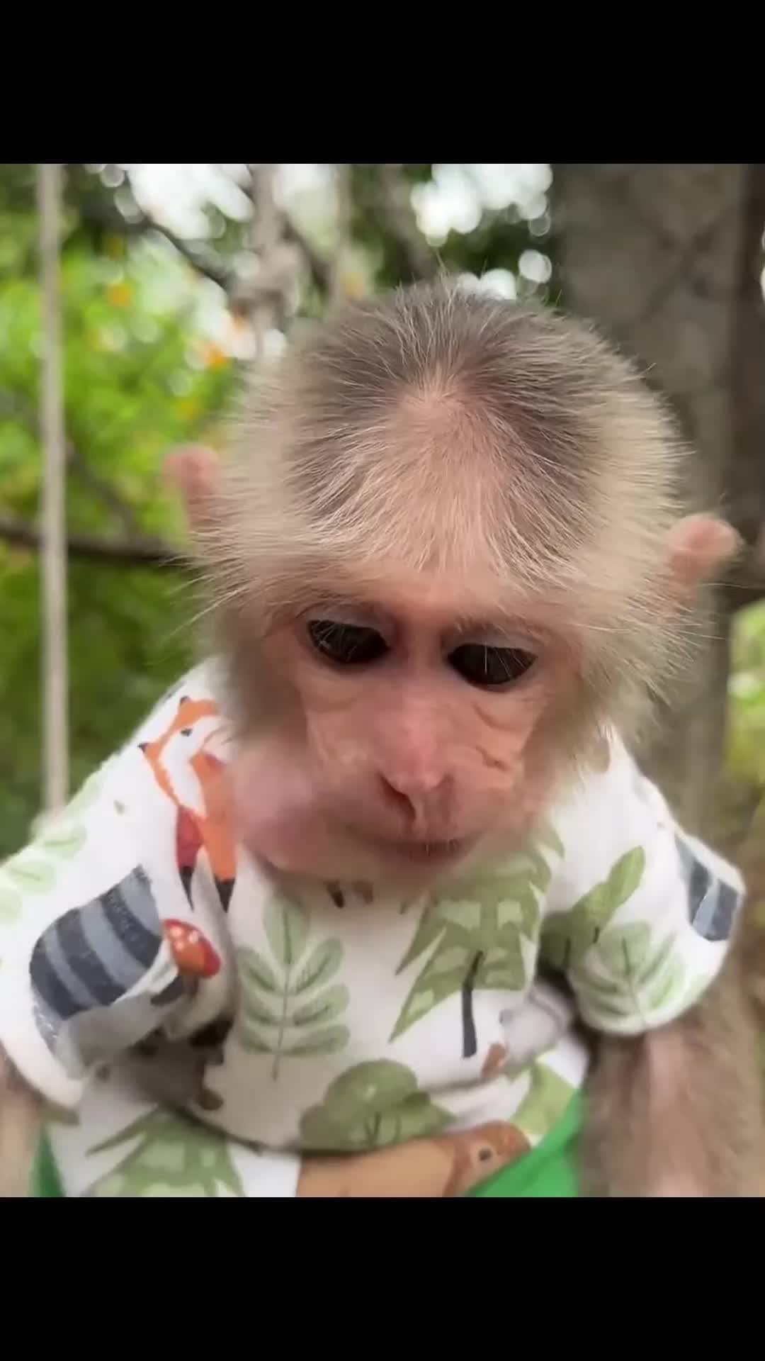 @Cute monkey