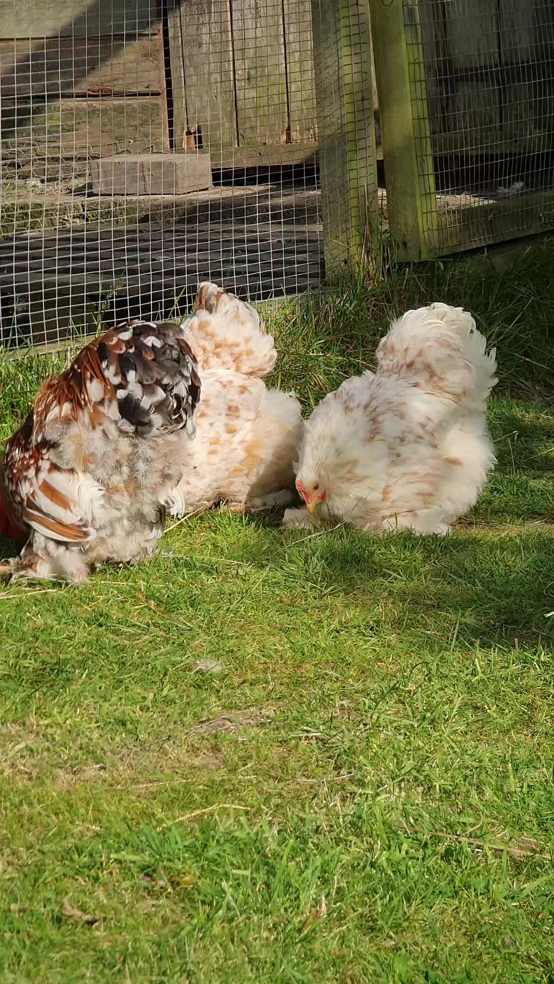 @Little Laying Chickens Shop