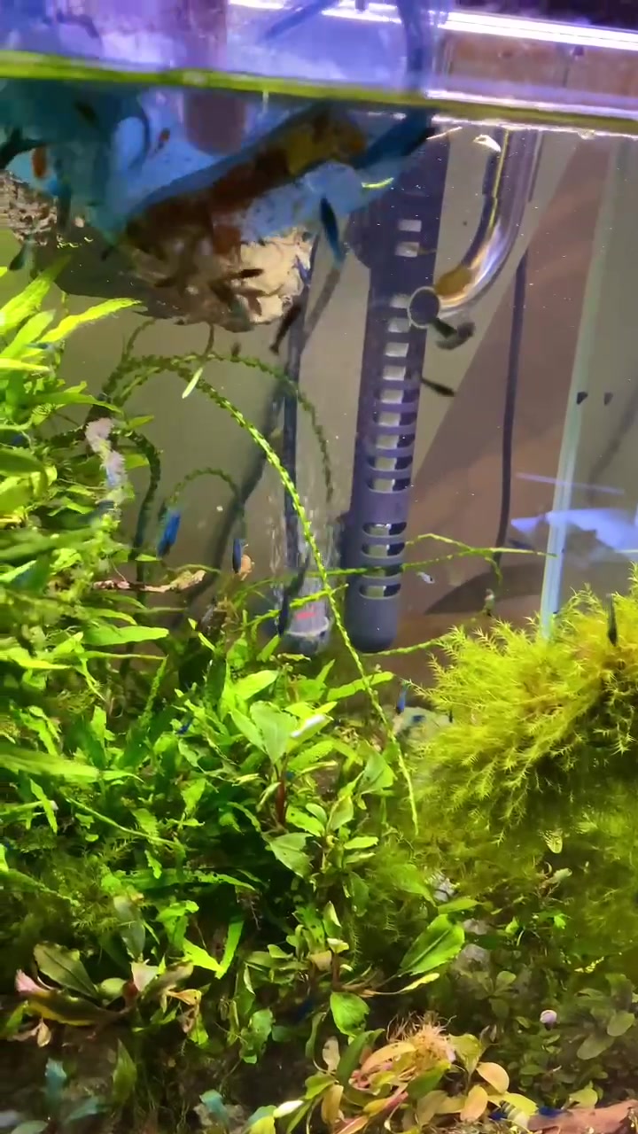 @Fish guy