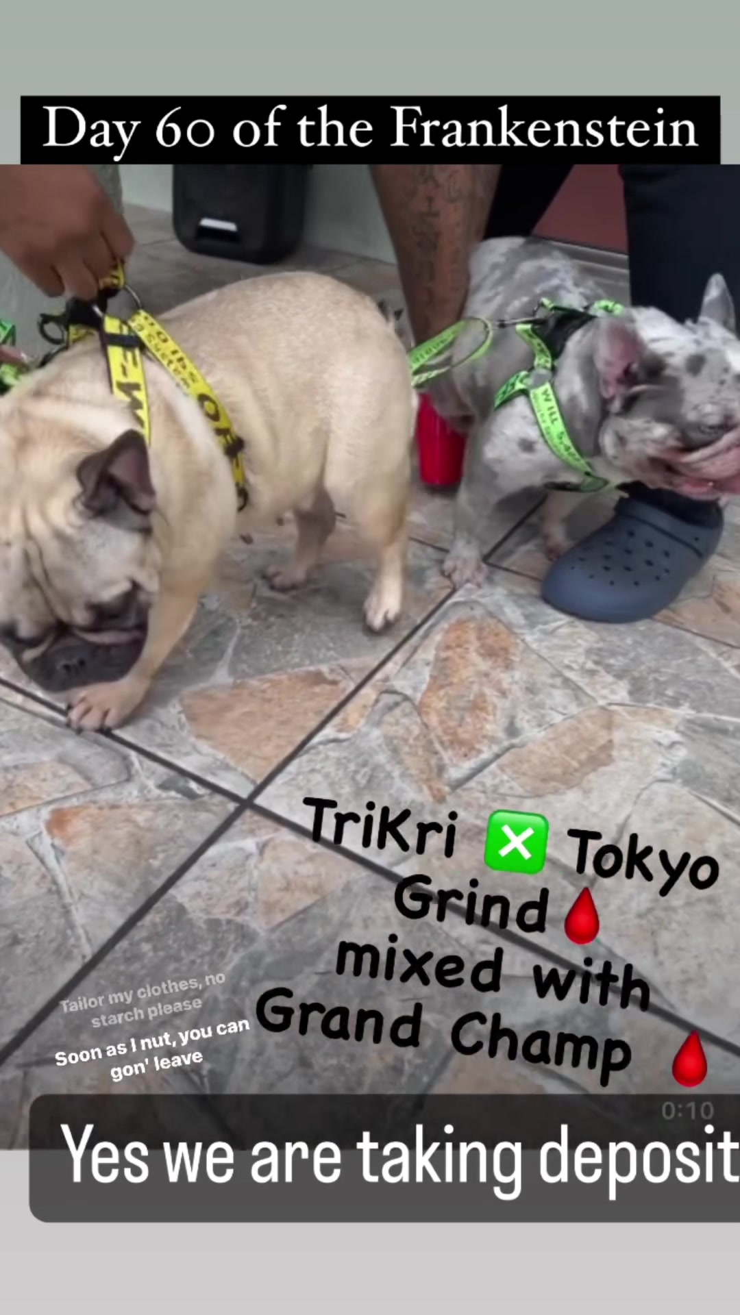 @Frankenstein Kennels