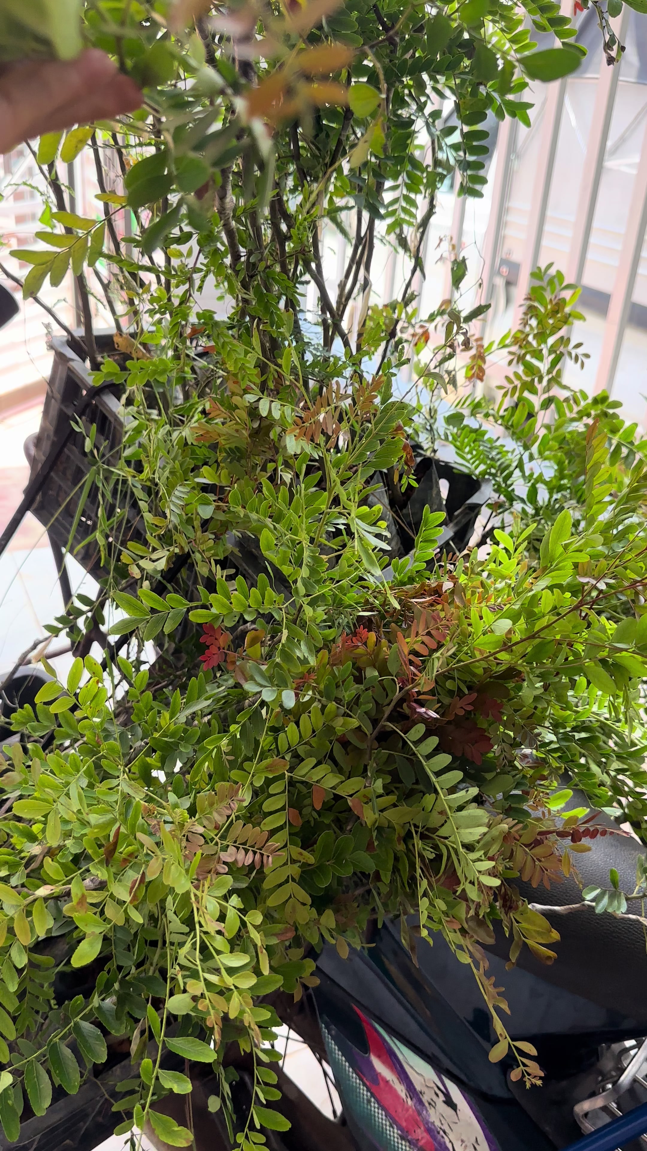 @Nh&agrave; Vườn Vũ Mai