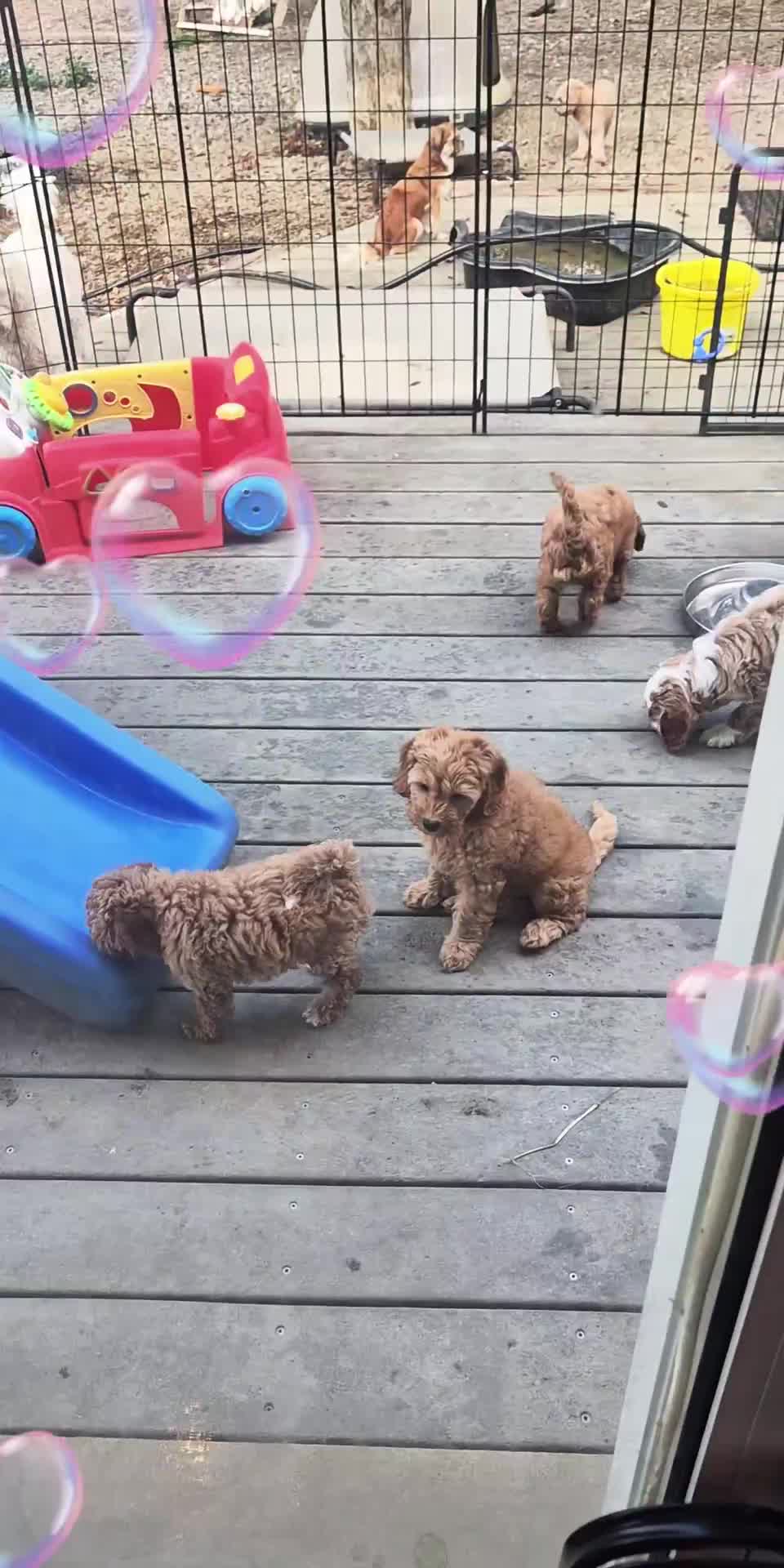 @Barb's Precious Pups