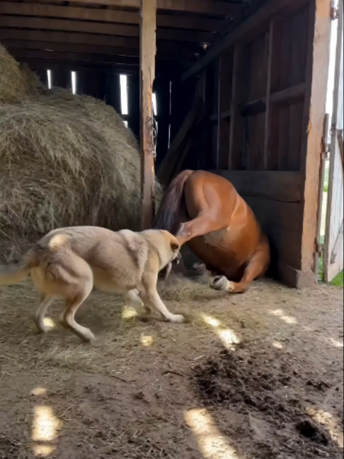 @NutsyFarm