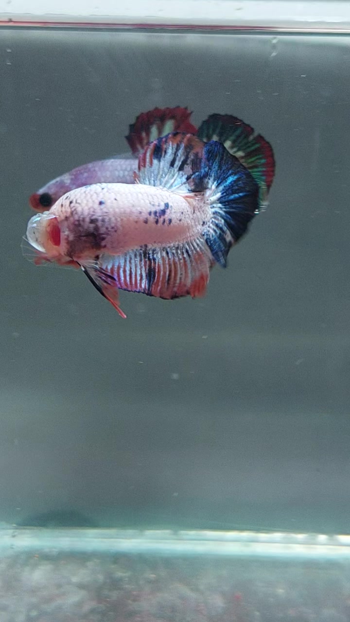 @kintsugibettas