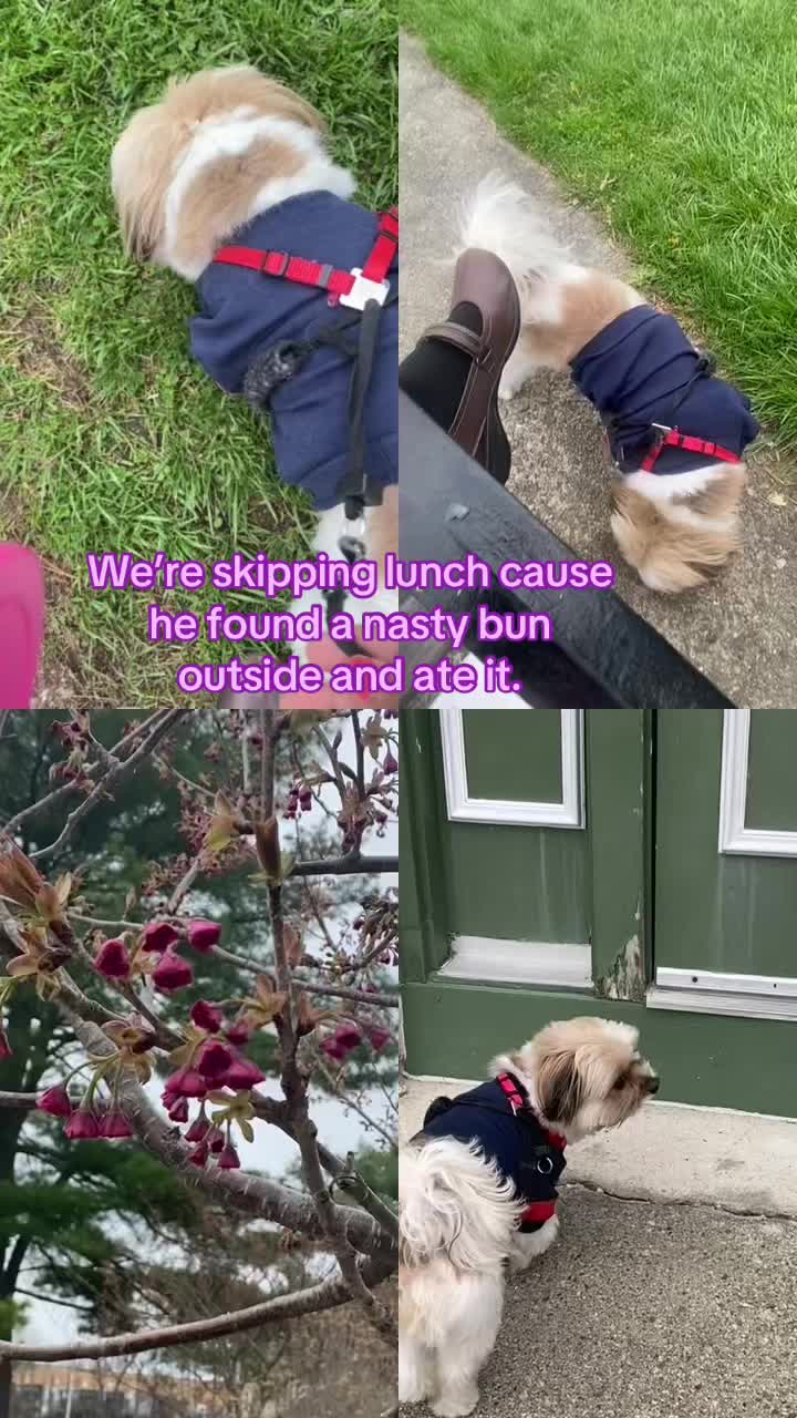 @Sabine_the_freebee. 🐝🌒🌔🕯️