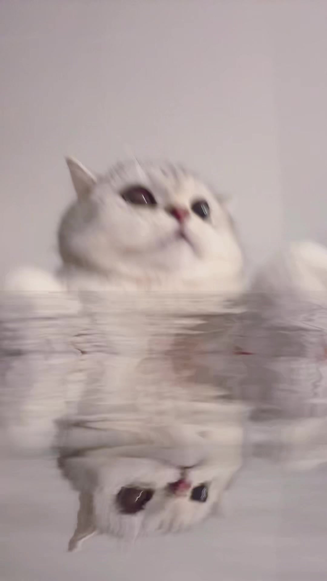 @Ollie the Cat