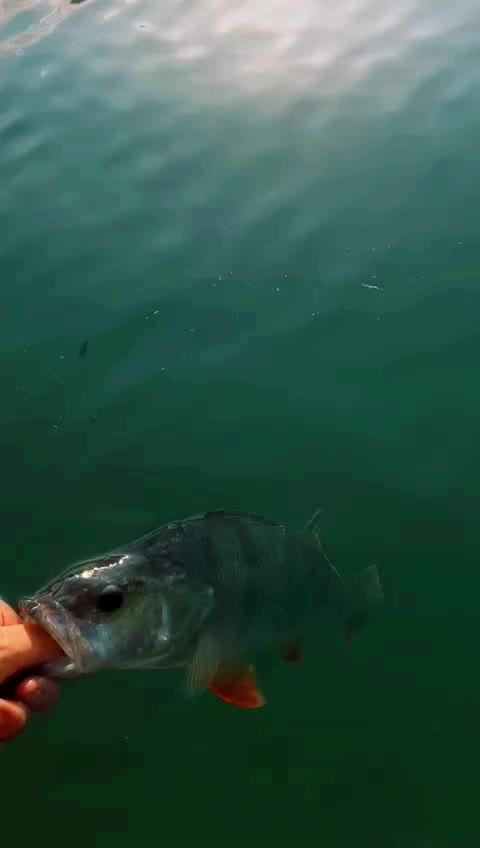 @ViennaDsFishing