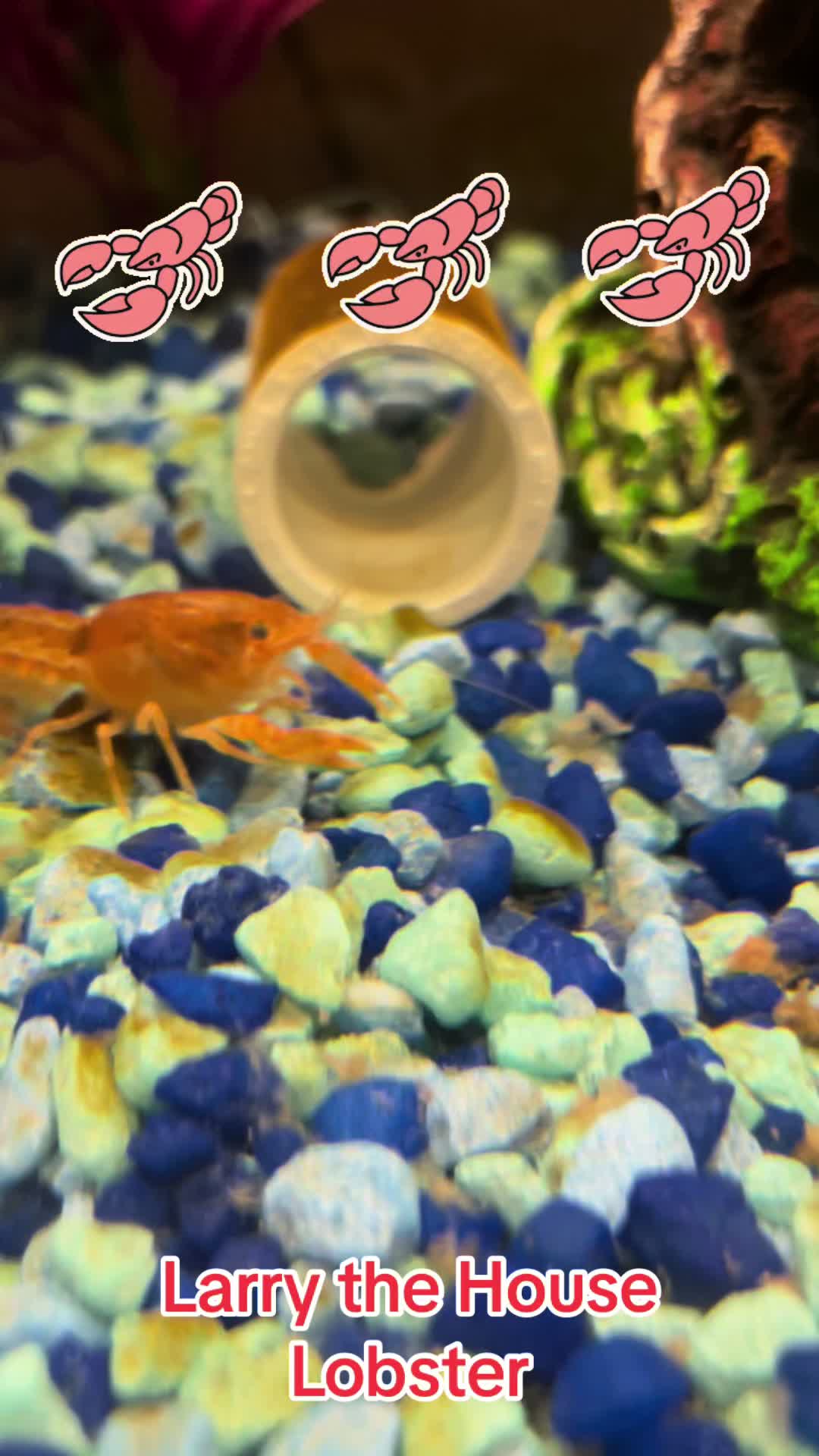 @Larry the House Lobster