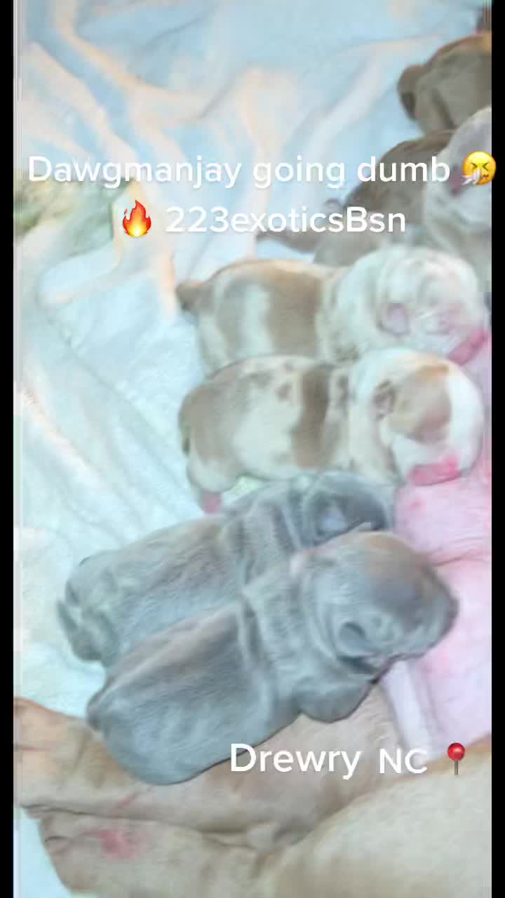 @223exoticsBsn