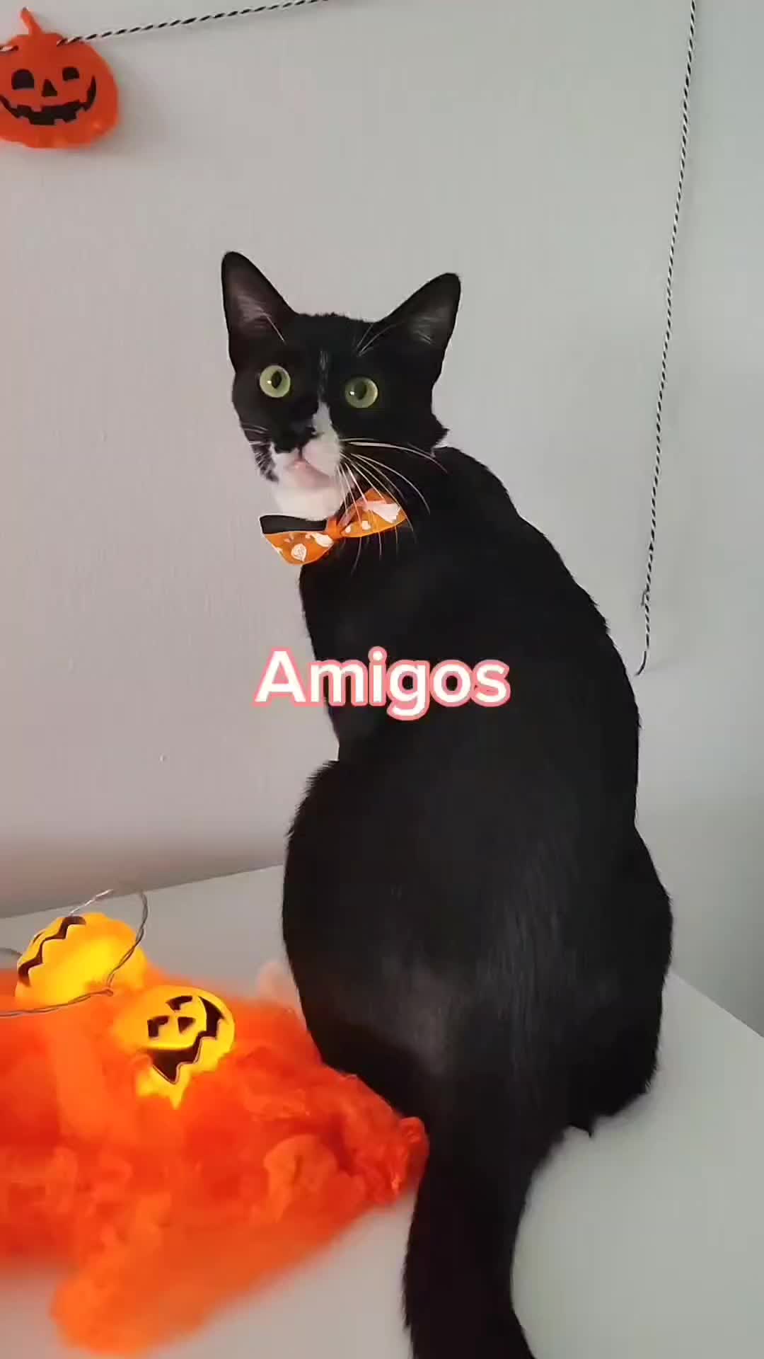 @Cooper, Arya, Aru y Sully 🐾