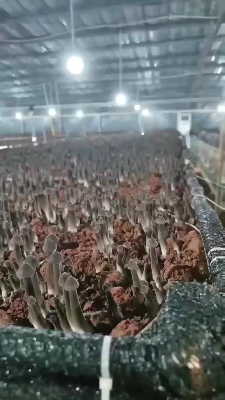@satrisemushroom