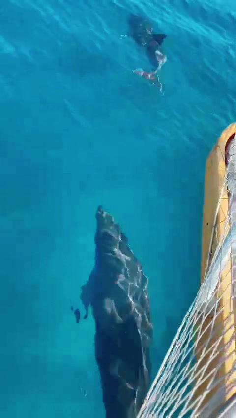 @Stella S. Ciavardini
