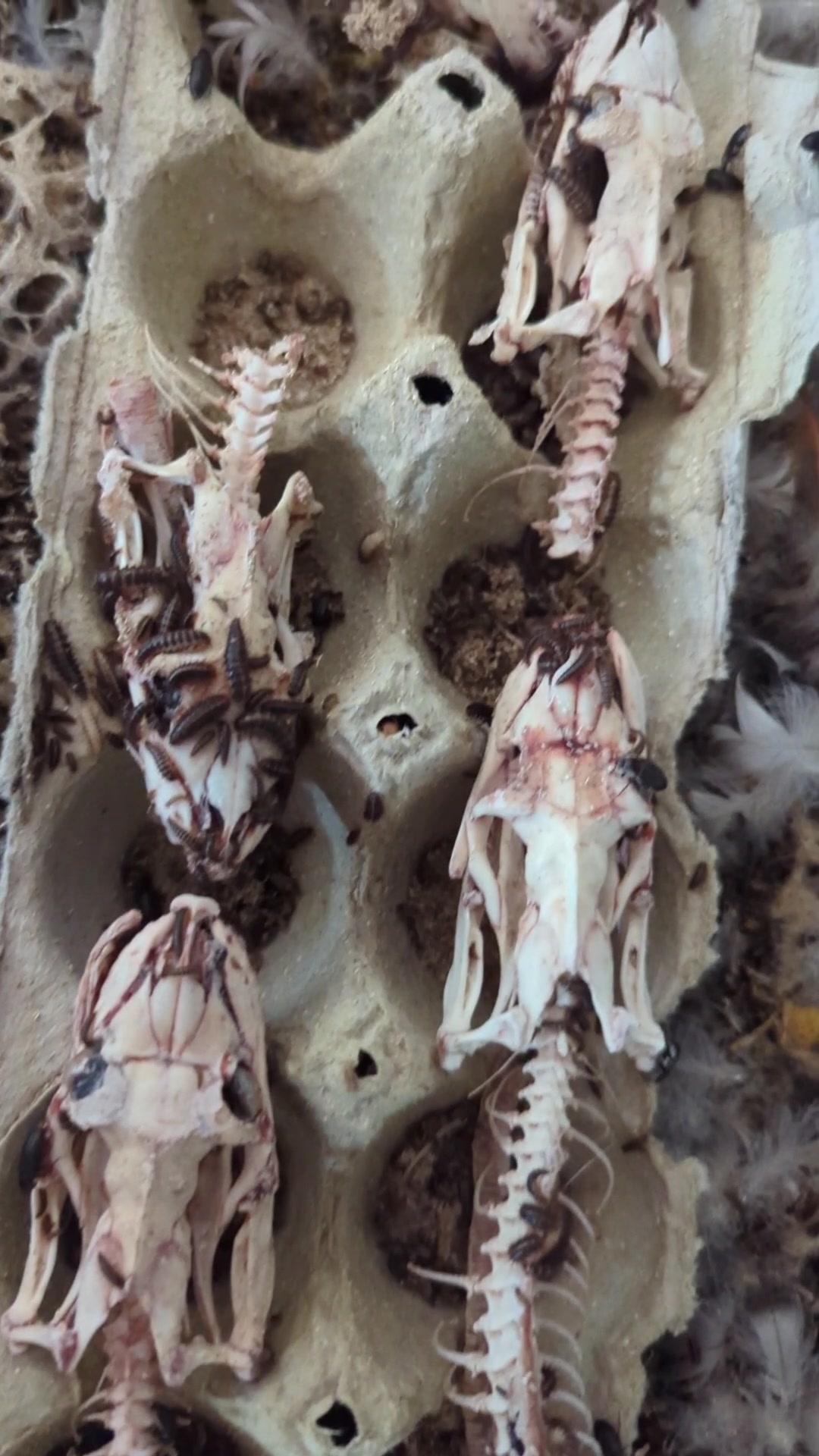 @Skullatorium