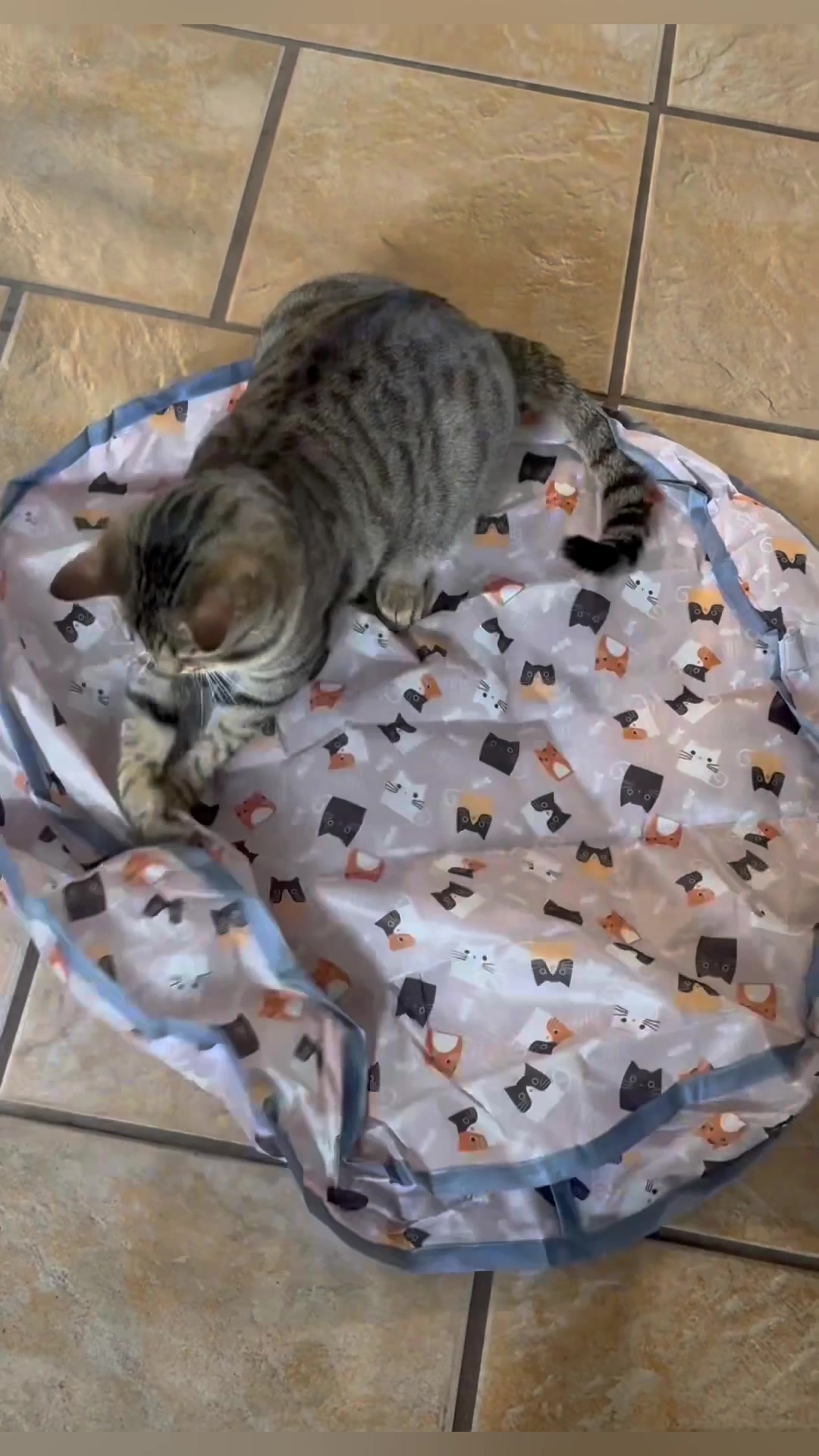 @Tokio Drift The Cat