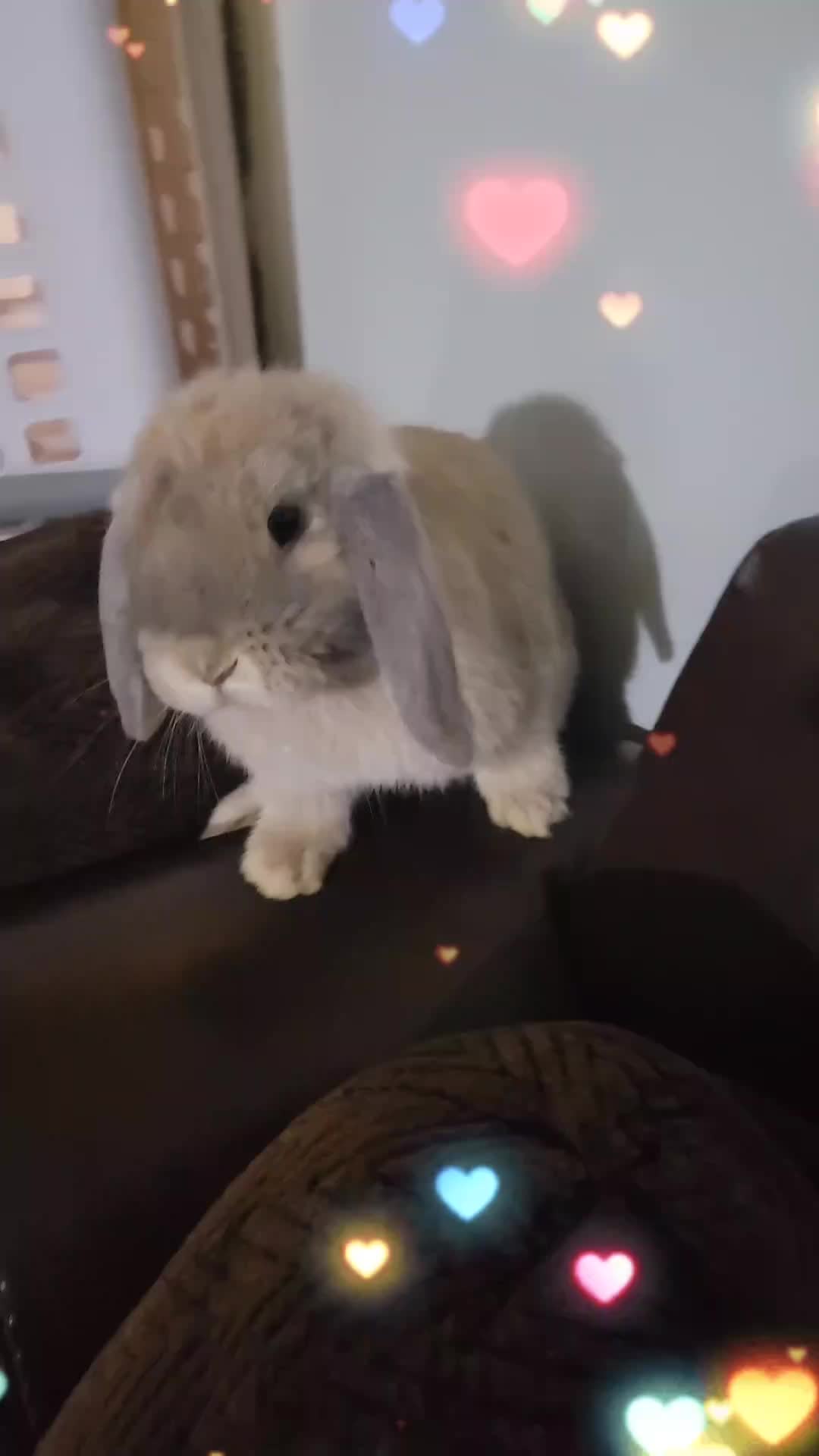 @Hunny Bunny