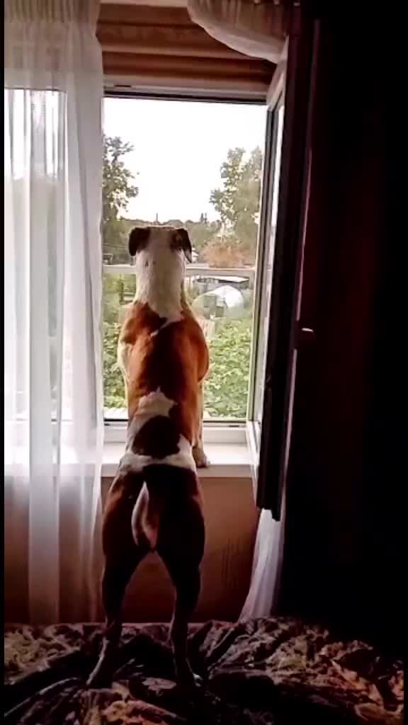 @🐕