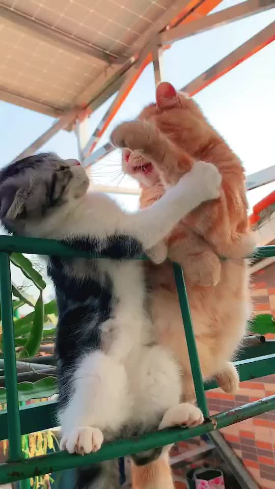 @hgz143