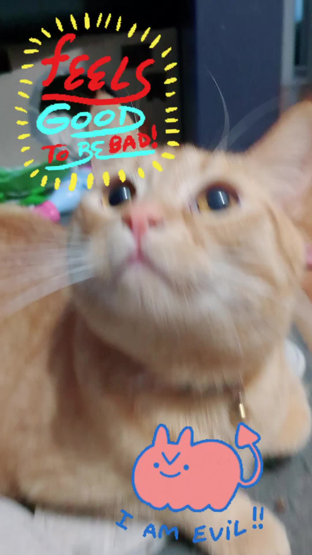 @Gingerninger_cat2021