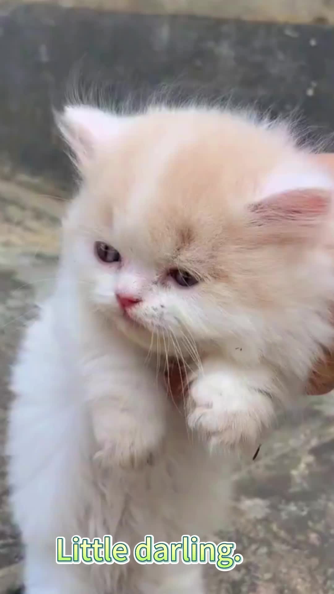 @xiaotwile3t