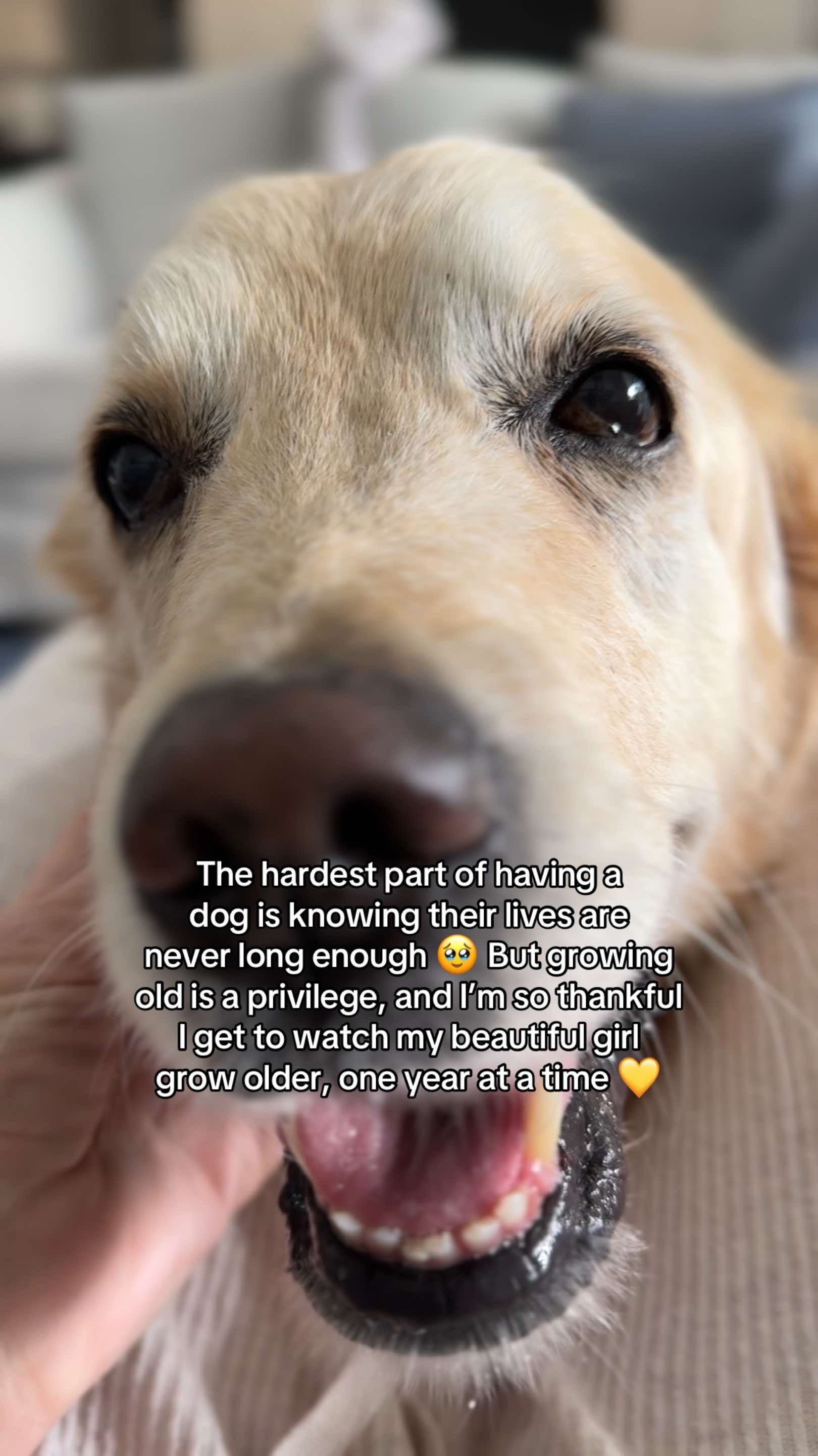 @lunas_golden_life