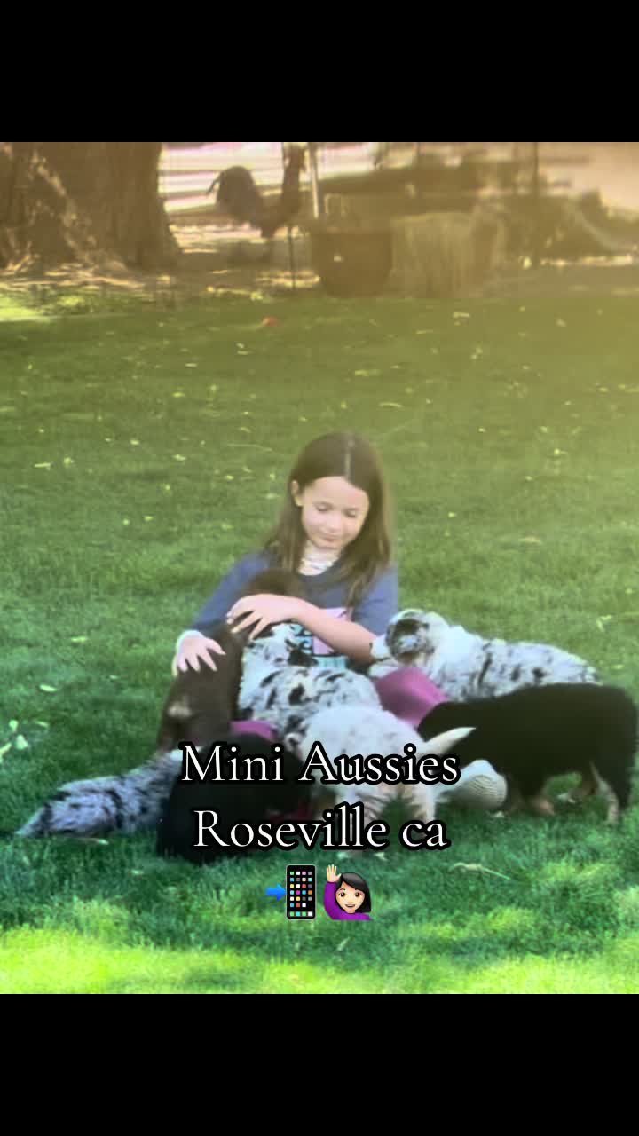 @sacramento__aussies916