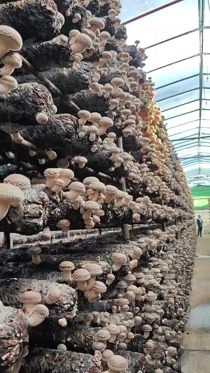 @satrisemushroom