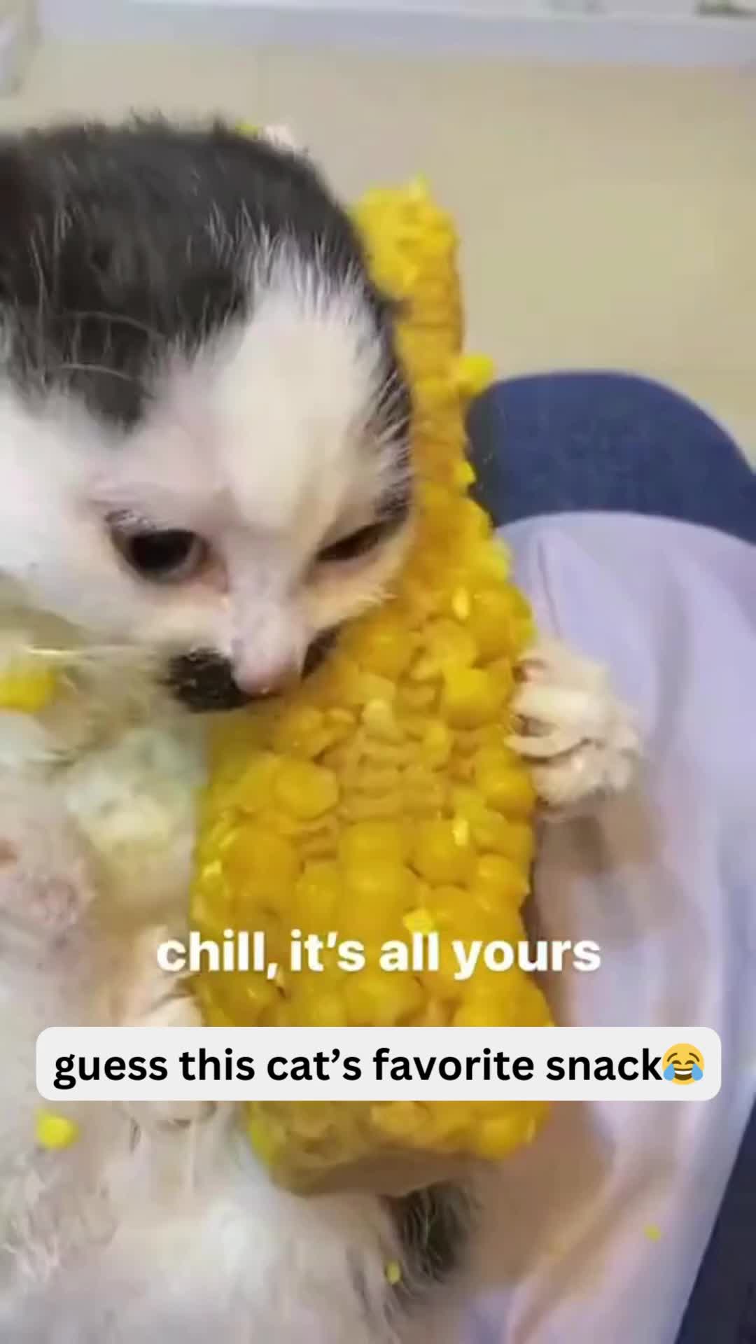 @Pet Guru
