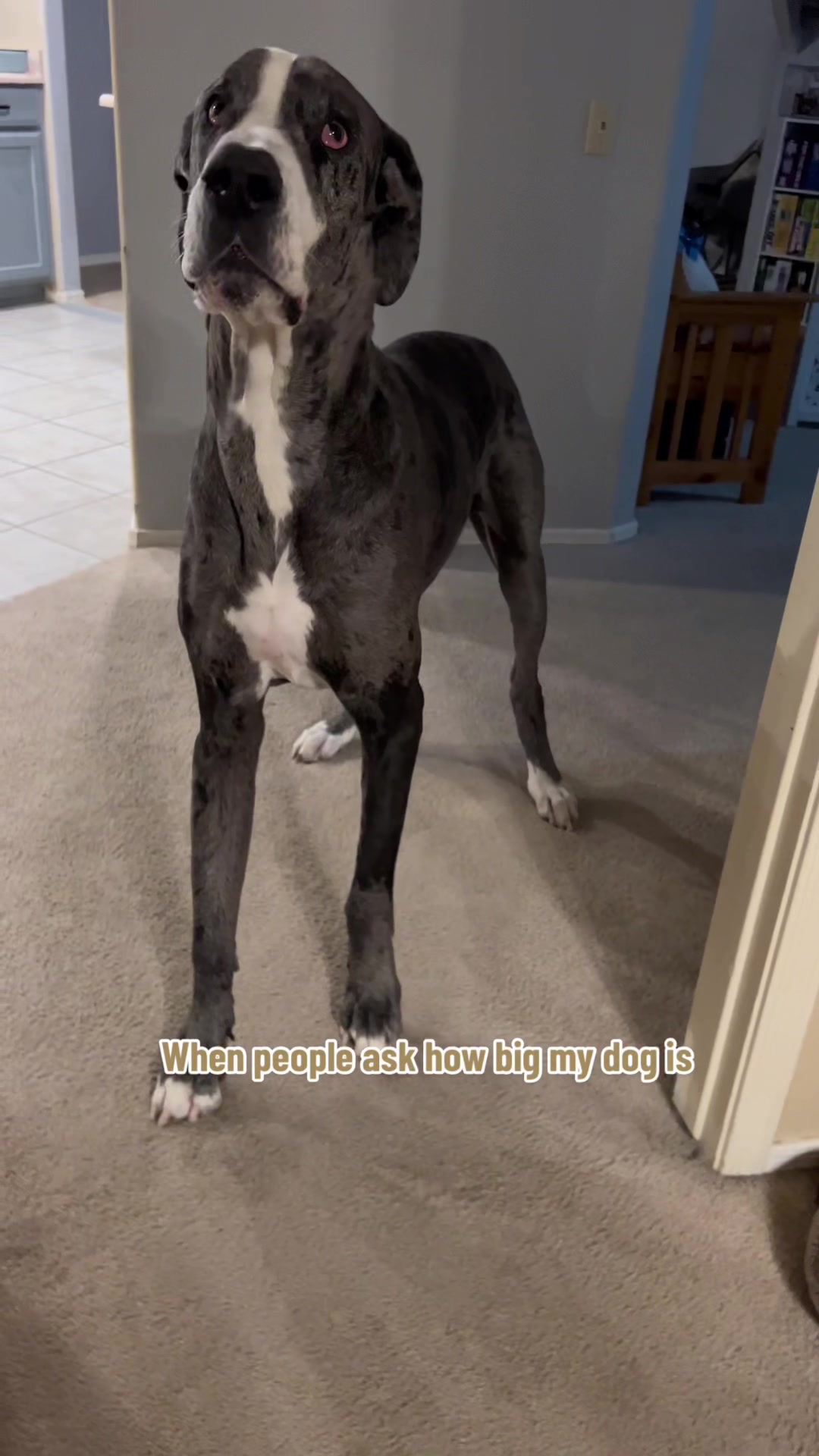 @Linkin the Dane