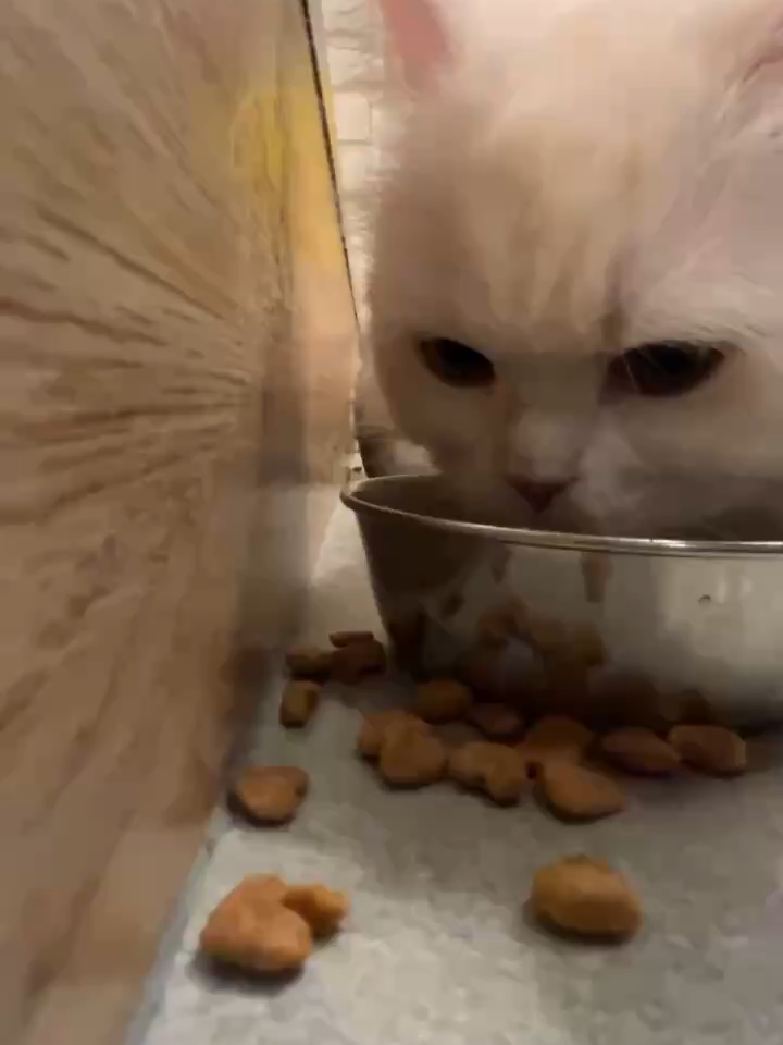 @猫カフェぷちまりーおきなわ北谷店