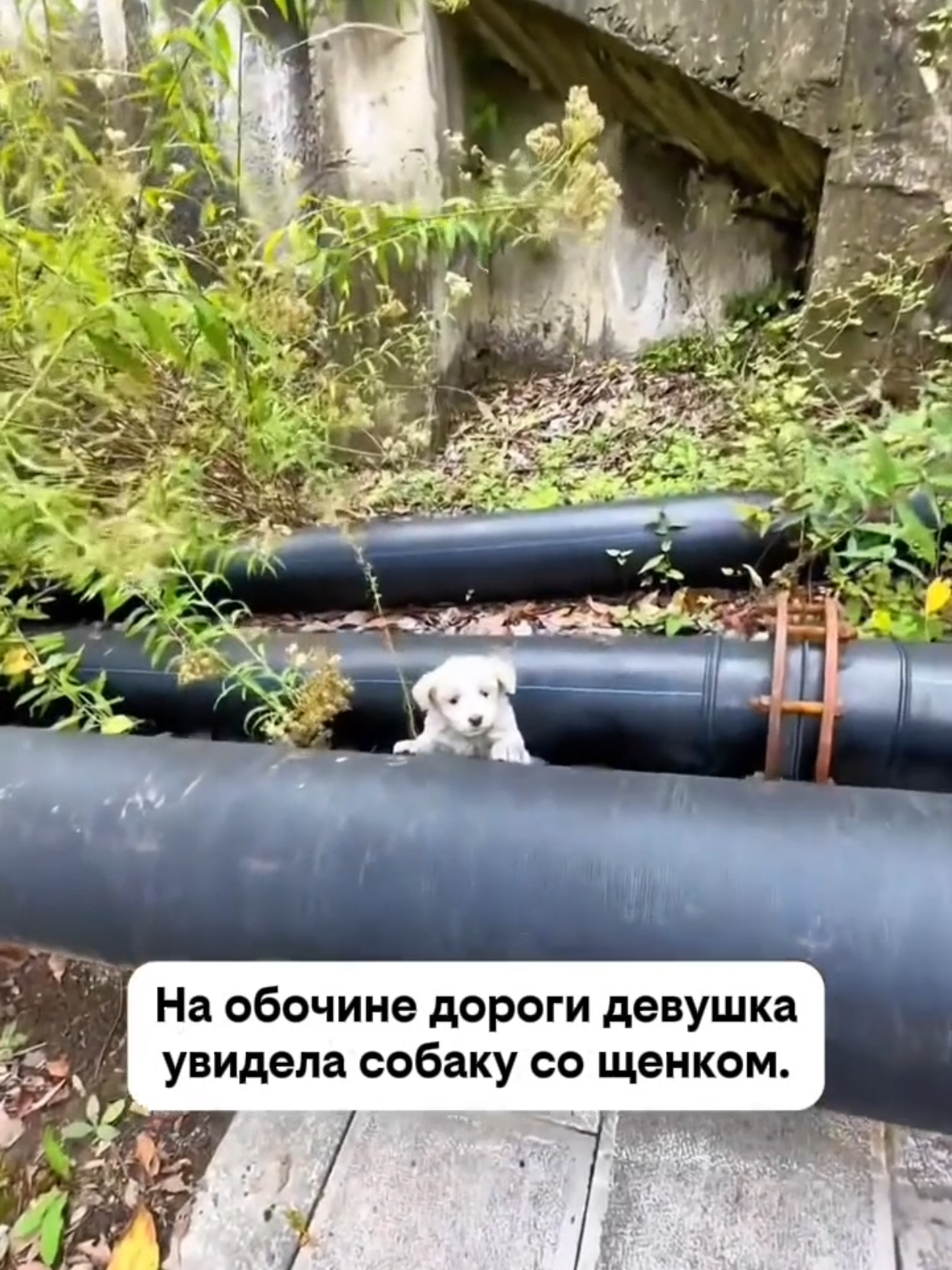 @RescueAnimals Nir