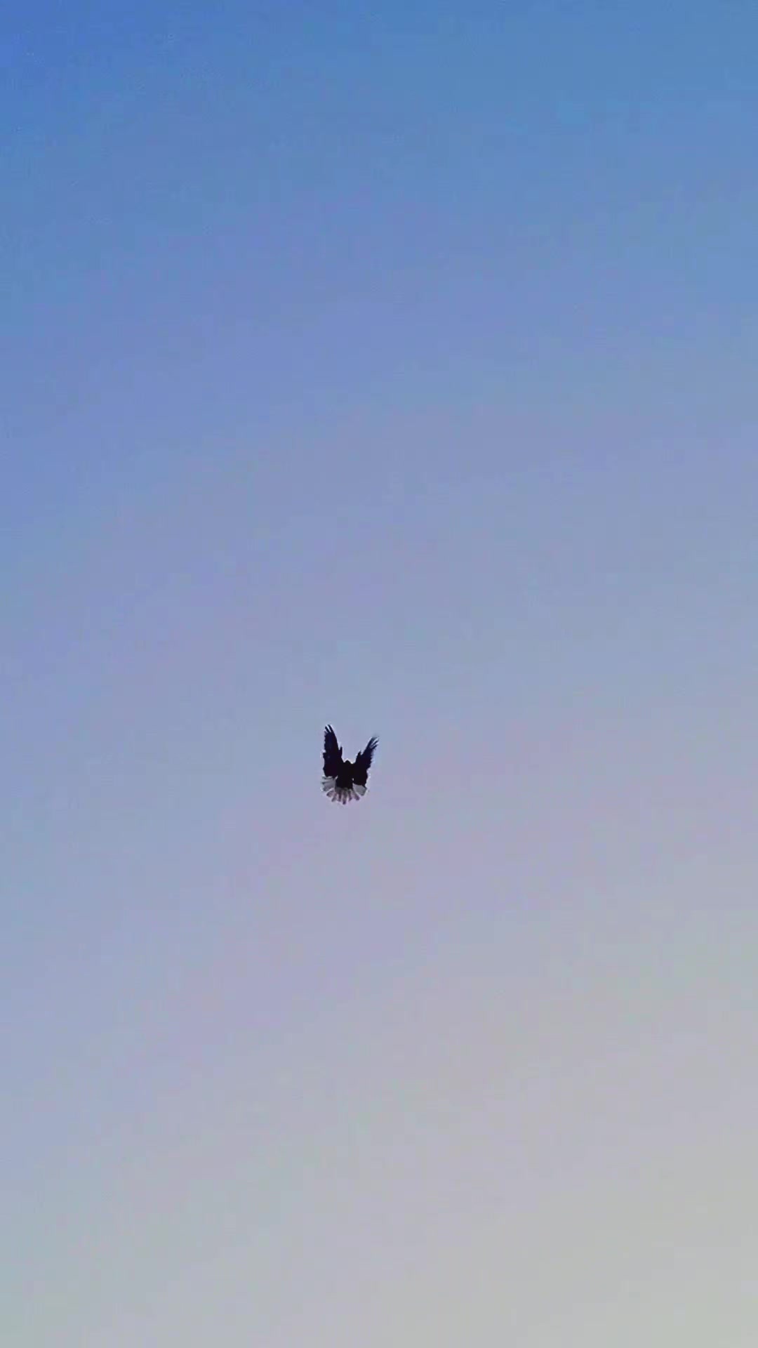 @Pigeons Tv