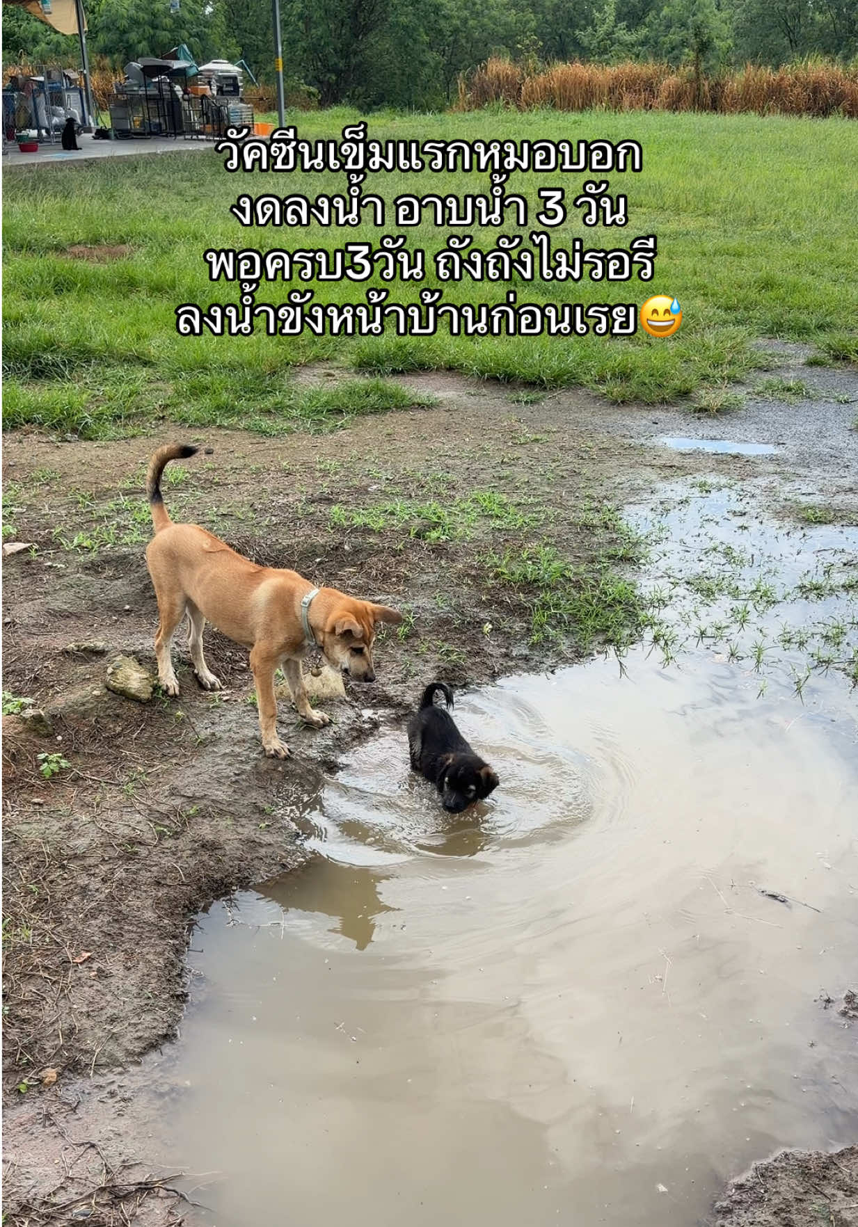 @เอ๋เอ๋รักหมาแมวจร