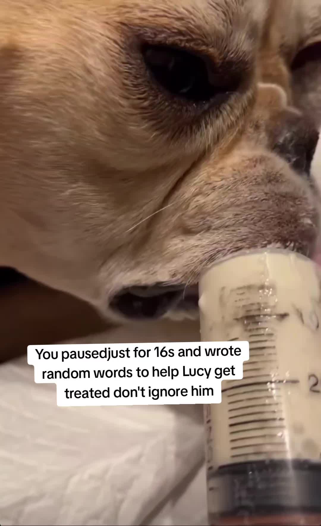 @CancerFighterPup