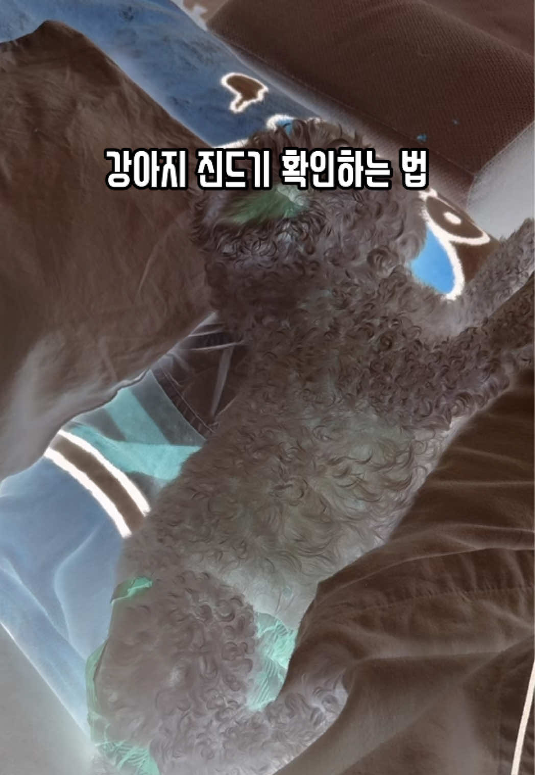@한조니 Shelly