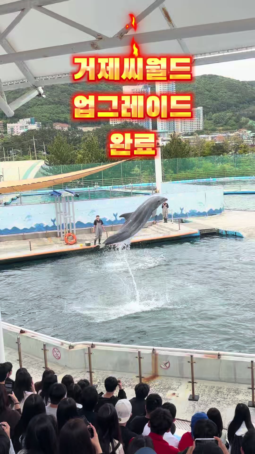 @DolphinTok