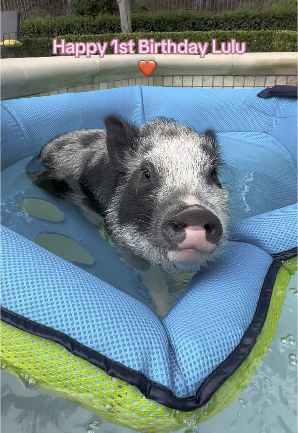 @LuLu The Pixie Pig