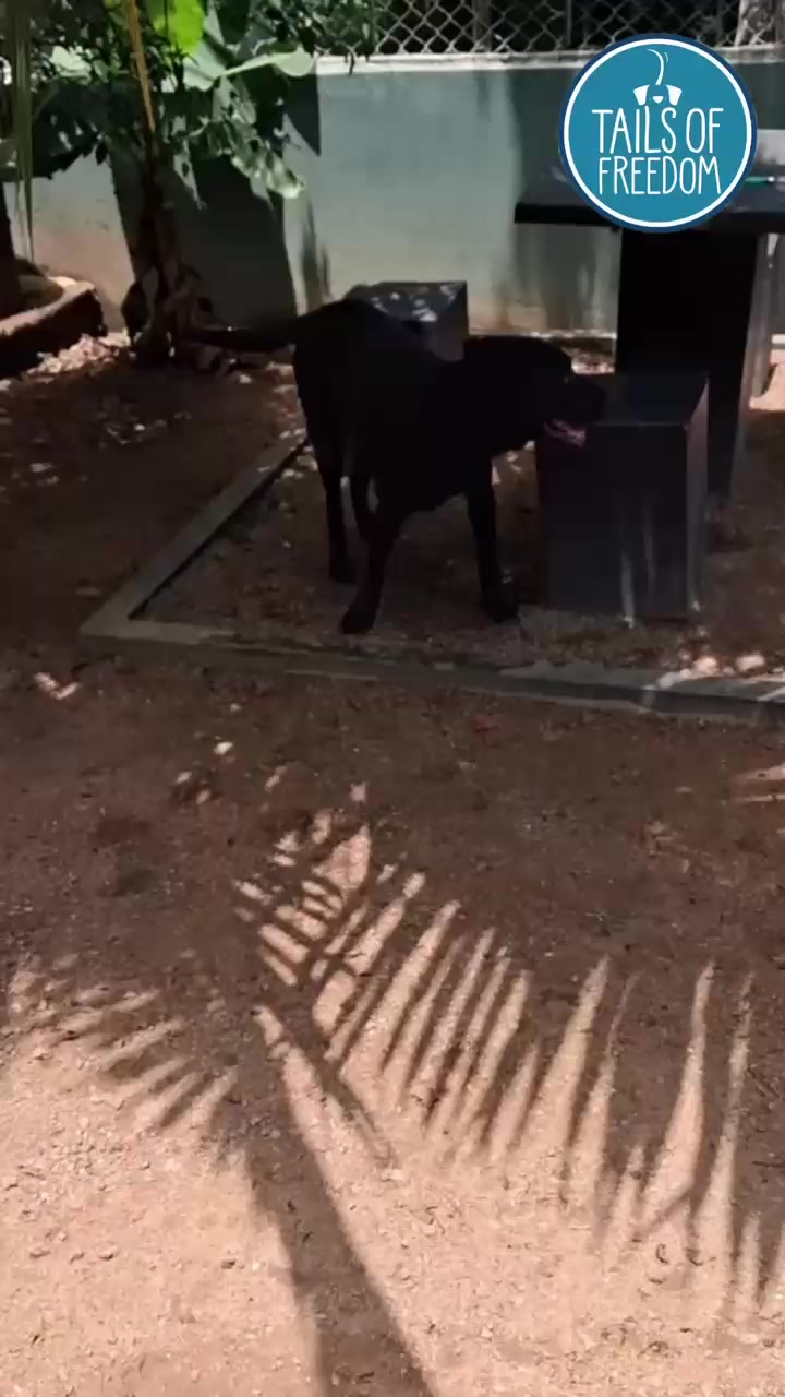 @tailsoffreedomsl